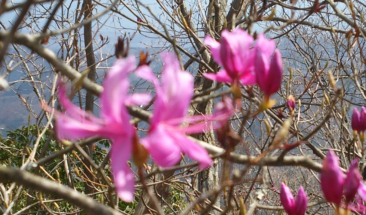 四阿屋山 埼玉県 登山してみた。 | 家一軒を解体してみたら いろいろやってみたくなる - 楽天ブログ