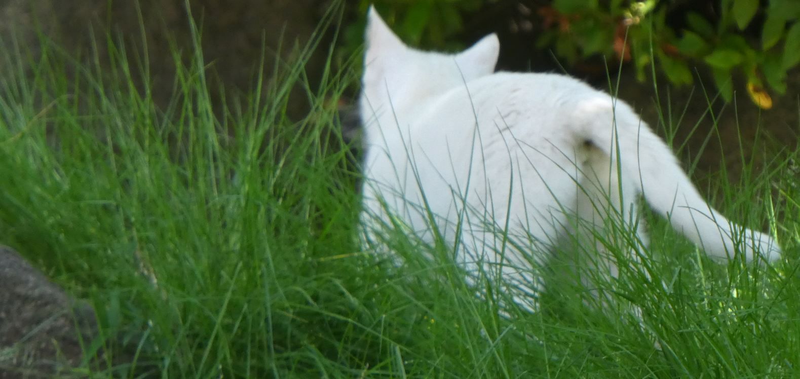 猫の狩りを目撃 小鳥を獲物に わかくさ日記 楽天ブログ