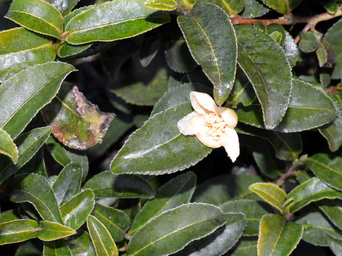 お茶の花