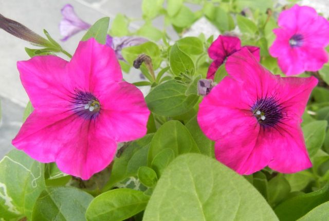 ペチュニアの花 花と蕎麦とリハビリと 楽天ブログ