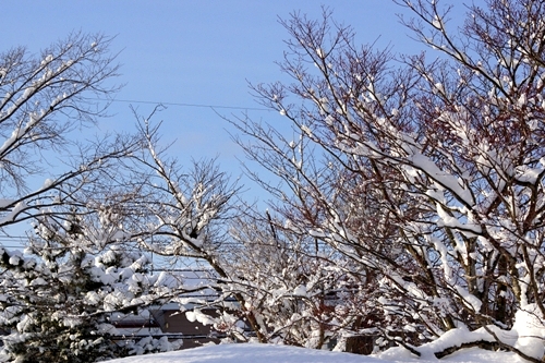 木の枝に綿雪