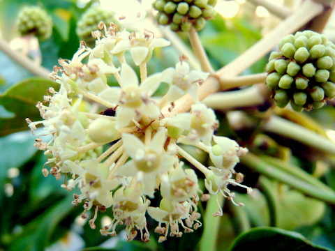 ヤツデの花　小さな実も。