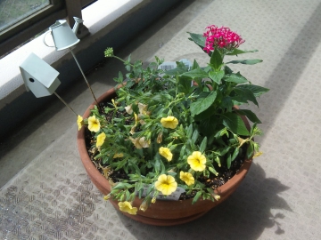 お花を追加