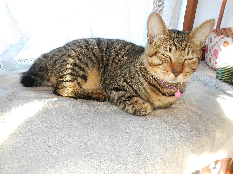 猫３.JPG
