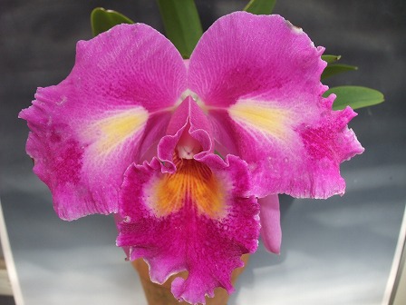 Lc. Petticoats 'Blumen Insel' 20130309