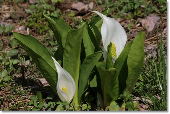 樹木公園-54 ミズバショウ 16.4.9
