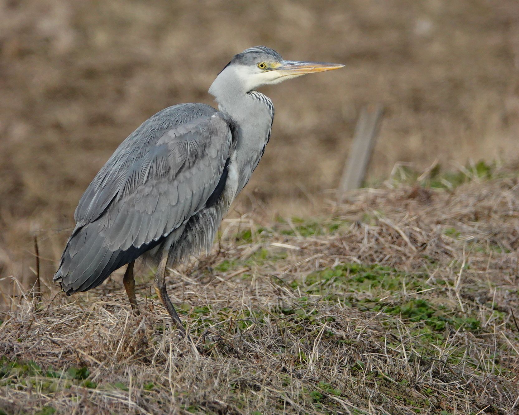 21ページ目の 野鳥 アウトドア親爺の徒然日記 楽天ブログ