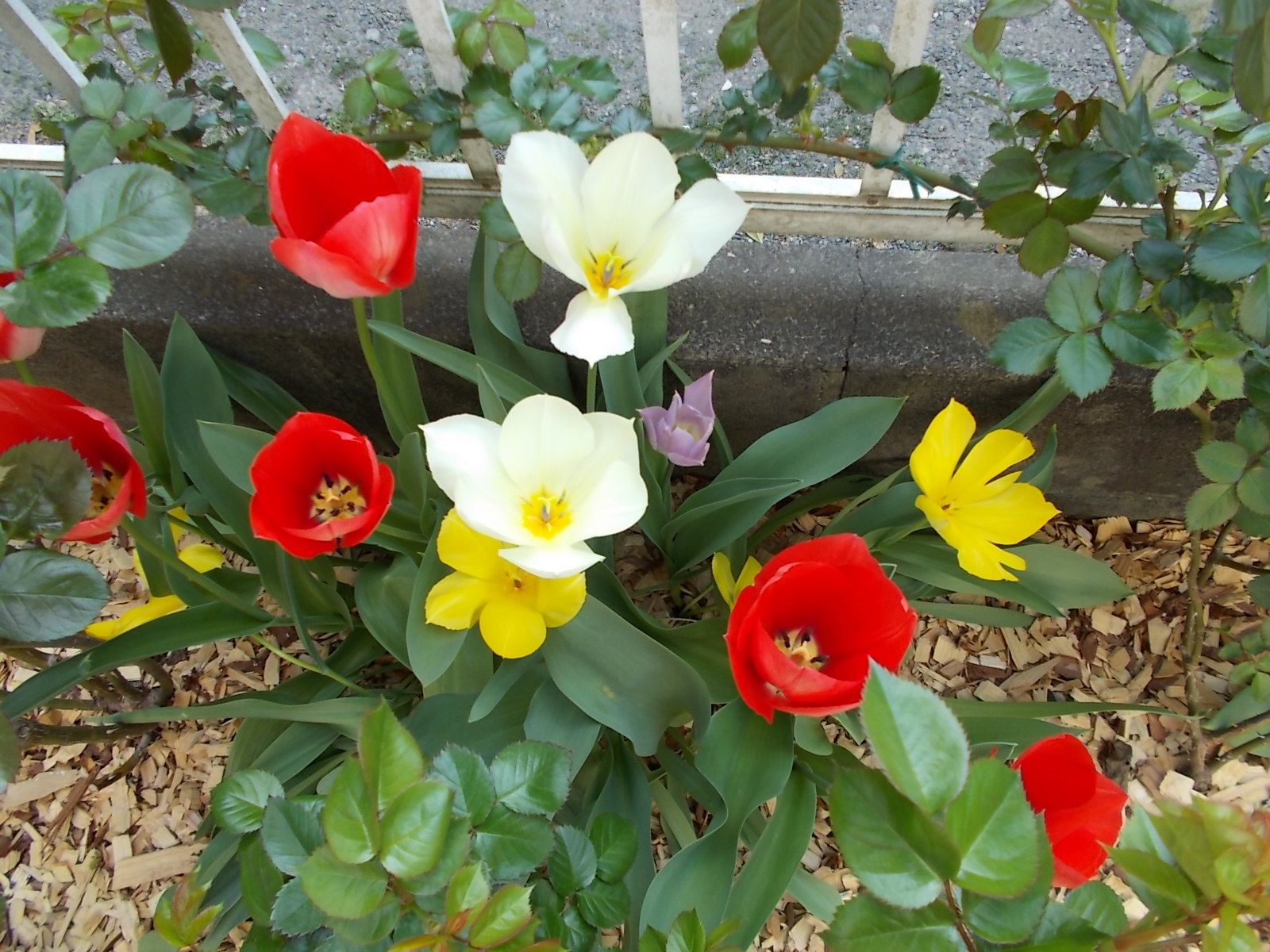 花後のチューリップ どうしよう バラを咲かせることが好き 楽天ブログ