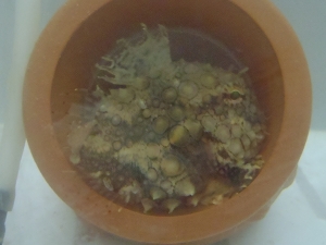 ナメダンゴ（Eumicrotremus taranetzi）33