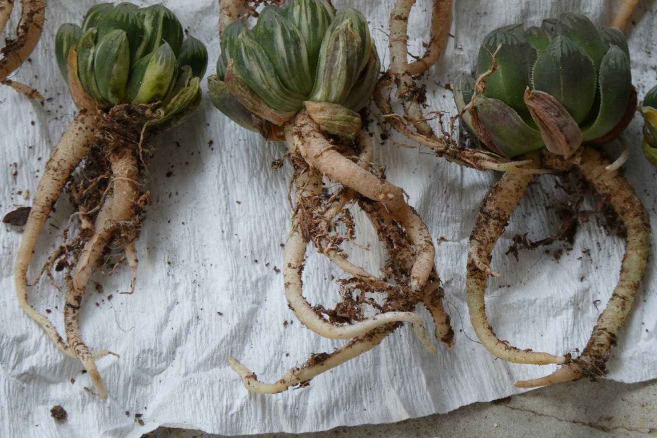 ハオルチア・オブツーサ錦(Haworthia obtusa variegated)～北極