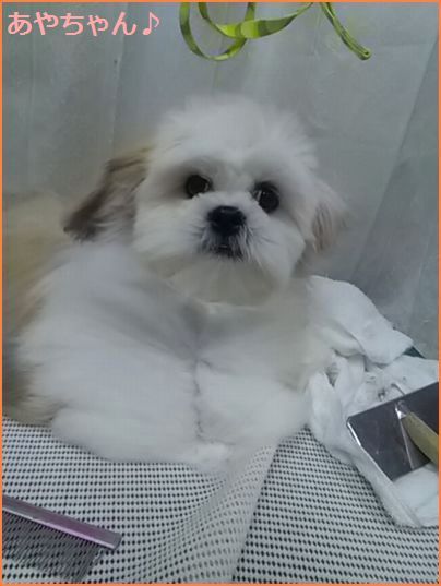 ラサ アプソ 生後６カ月 あやちゃんのシャンプー 千葉県いすみ市 海の前のトリミングサロン ｂｅｂｅ 楽天ブログ
