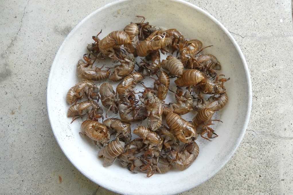 515