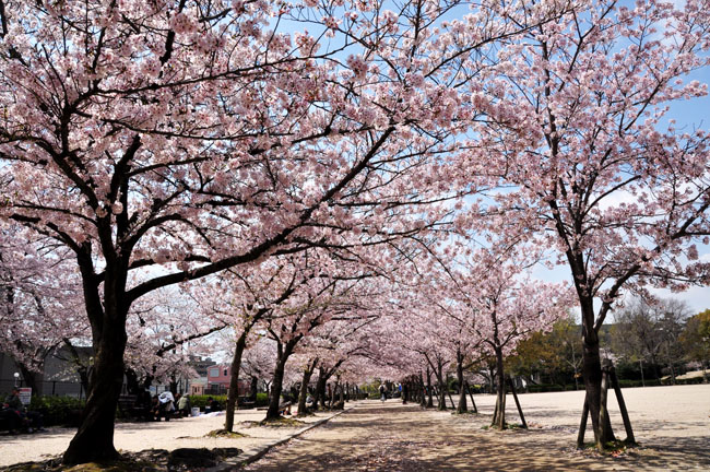 桜１
