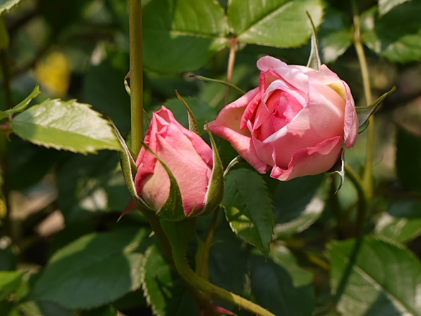 ザ・ウエッジウッド・ローズ
