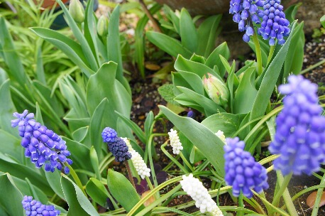 ちっぴーＨ22.29 024.jpg