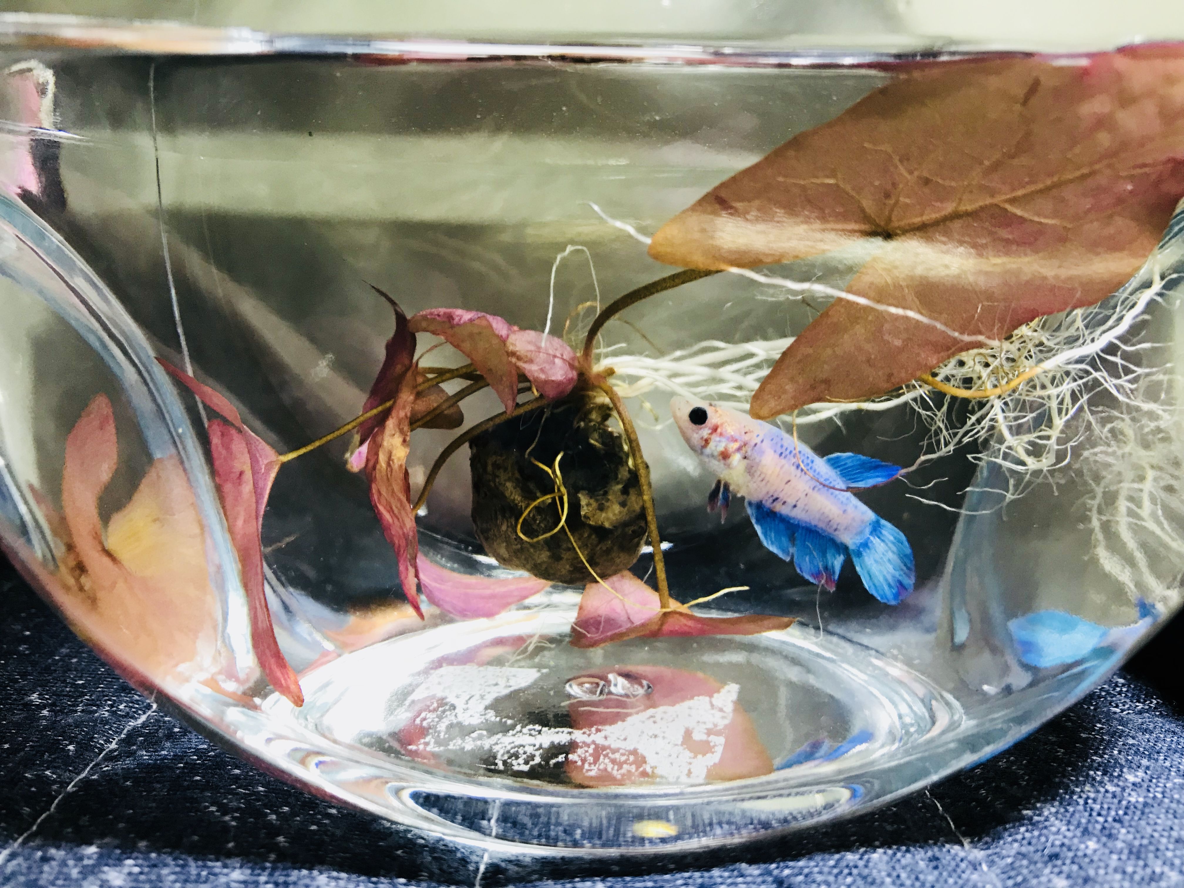 初心者 50cm 水槽 ４匹目のベタ その1 Maria S Home 楽天ブログ