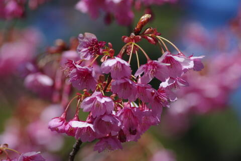 荏原神社の寒緋桜