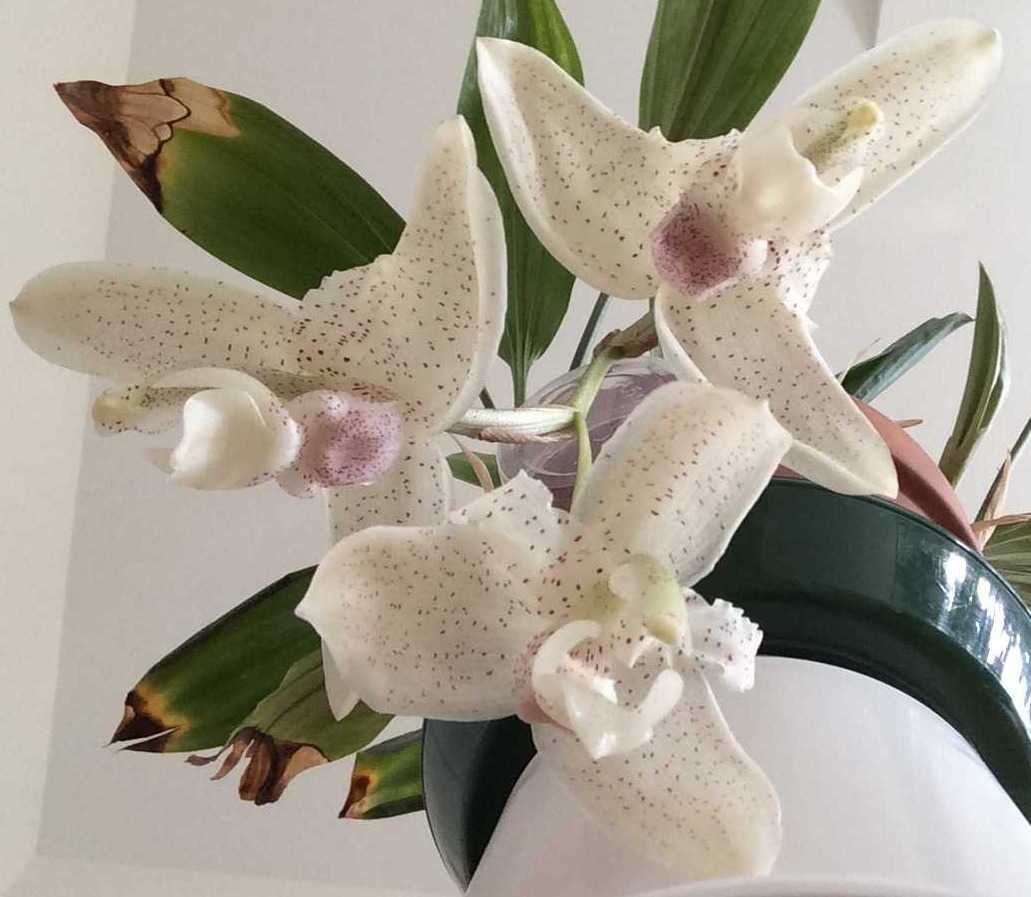 Stanhopea florida TK'S NOVELTY PLANTS 楽天ブログ