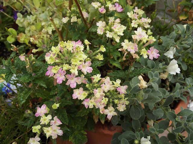 今日のにゃんこと庭の花 ミーとモモと私の日記 楽天ブログ