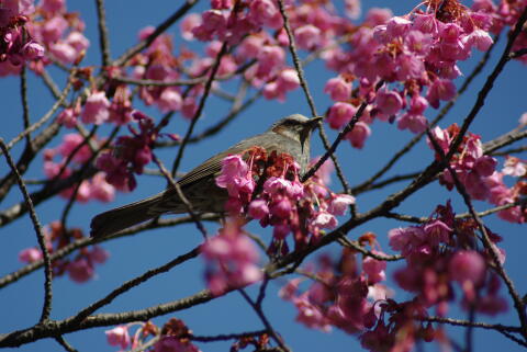 荏原神社の寒緋桜