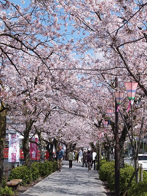 20140406お堀端桜