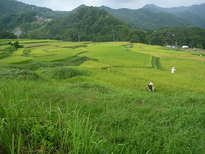 寺坂棚田。