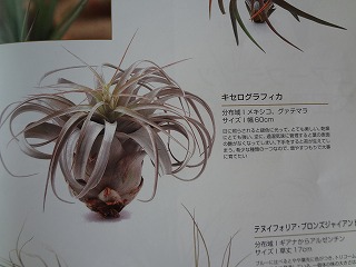 DSC03900.jpg