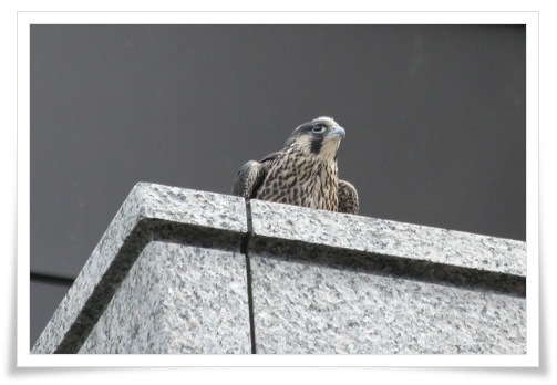 県庁舎のハヤブサ-3 14.5.27