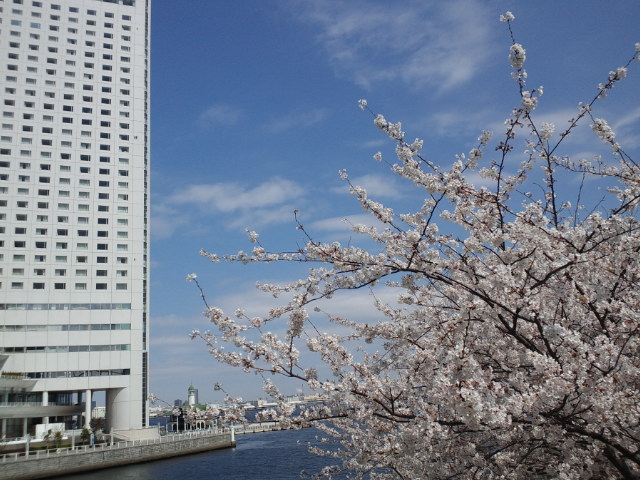 みなとみらい桜8