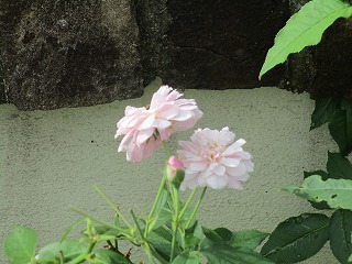 IMG_8495ss.jpg