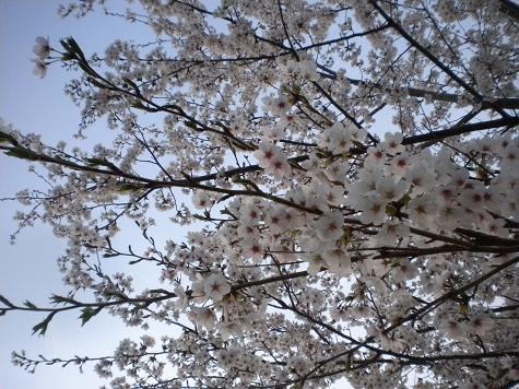 ４／１３金曜日の早朝・桜の花.JPG