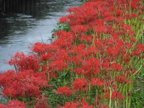 小出川の彼岸花