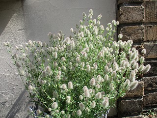 IMG_0480ss.jpg