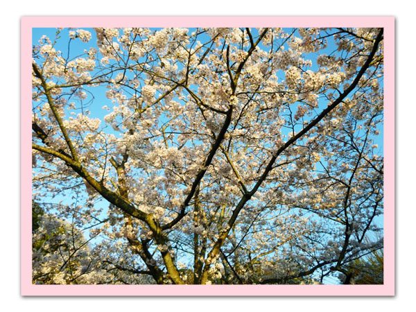 桜と青空