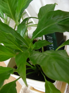 2017-04-20hana1 (1).JPG