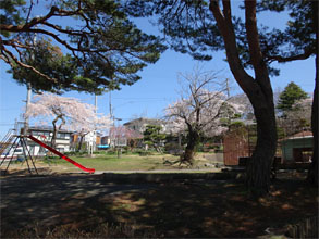 桜17.jpg