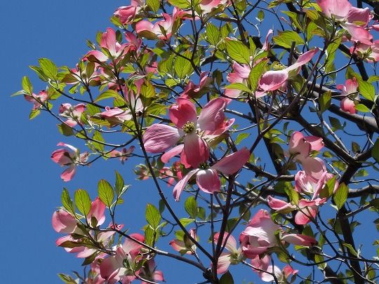 葉も出始めた庭のハナミズキ 画像あり Yoshieおばさんの 花 華 日記 楽天ブログ