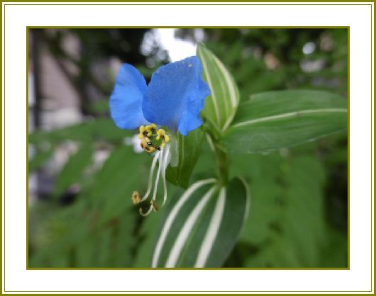 令和元年７月10日）露草やミッキーマウスと相似形♪ | 花の歳時記 （天南星の魅力＆山野草） - 楽天ブログ