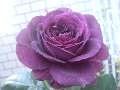 DSC08007.png