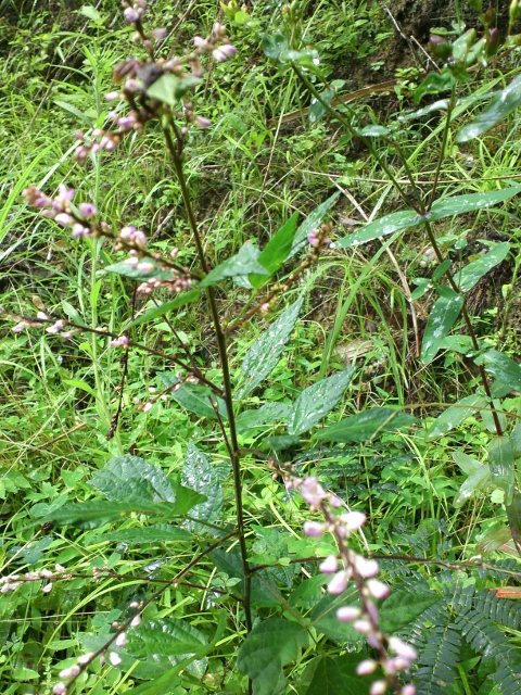 たで (480x640).jpg