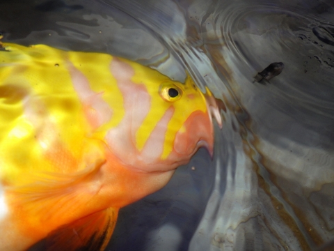 シマハタ（Cephalopholis igarashiensis）63　深海魚飼育　Neptune grouper