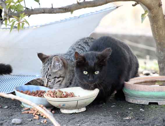 我が家のニャンコ♪2013/12/30-3