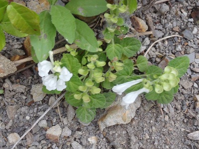 和歌山磯採集2012年5月26　タツナミソウ属の花