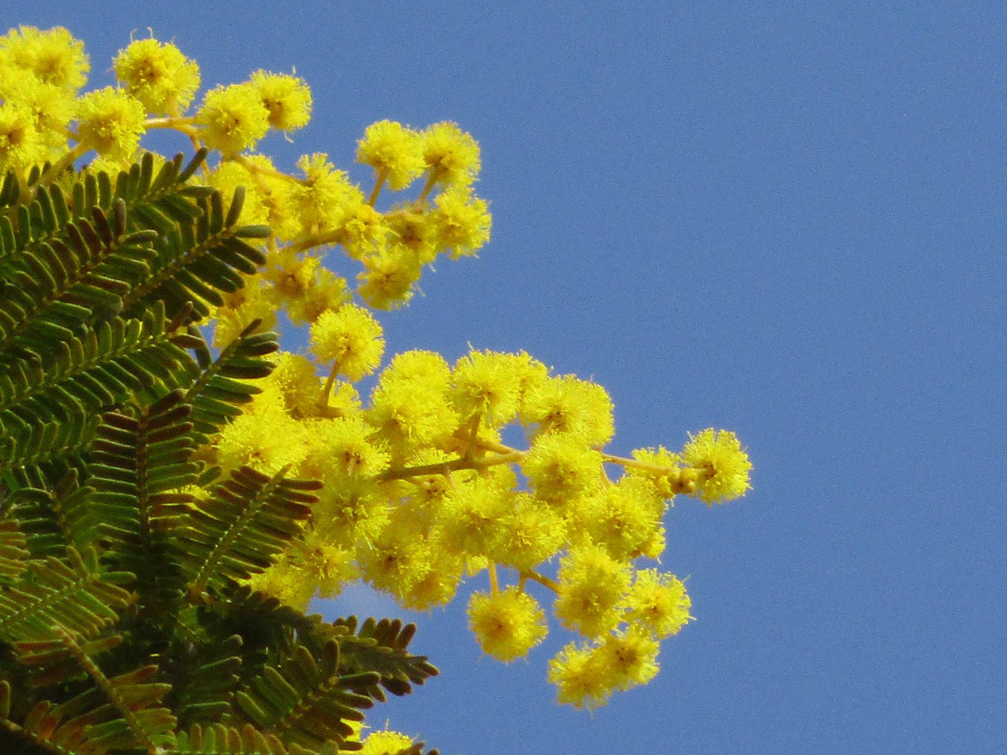 こぶし咲く 旧暦2 14 月齢14 4 晴 陶 句 読 楽天ブログ