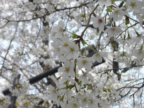 染井霊園 (5) (500x375).jpg