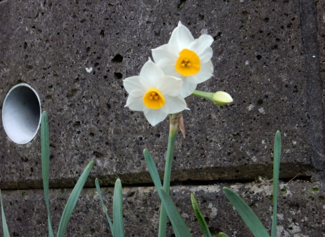 siroisuisenn.jpg