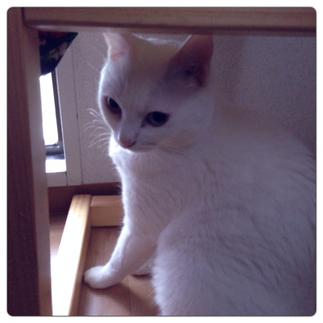 rblog-20130724124421-00.jpg