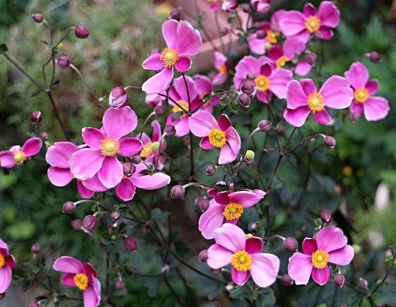 シュウメイギク・ダイアナ バラと可愛い花たち 楽天ブログ