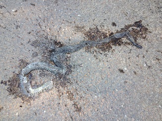 t snake.jpg