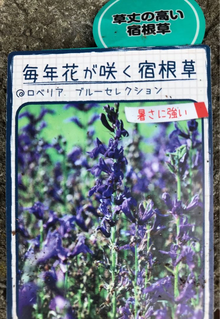 昨日ホームセンターで買った花苗の植え付け セントポーリア カラジウムなど Music Land 私の庭の花たち 楽天ブログ